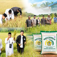 Dari Sawah Hibah Menjadi Beras Barokah, Ikhtiar Kemandirian Ponpes Alkhairaat Tatakalai
