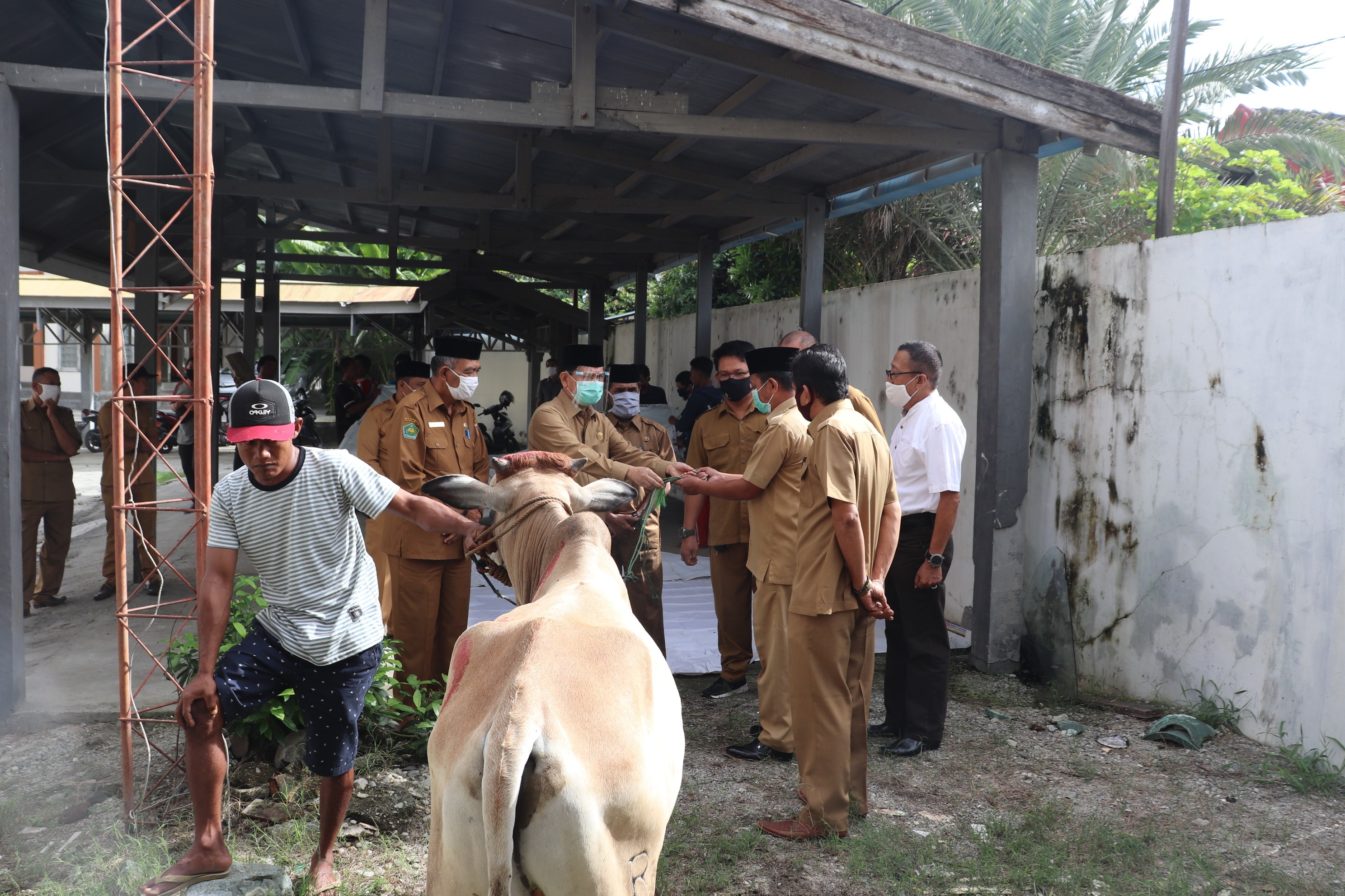 Kanwil Kemenag Sulteng Kurban Lima Ekor Sapi