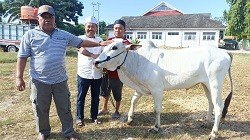 Menebar Makna Kebaikan Sosial Iduladha, MAN 2 Kota Palu Berkurban 4 Ekor Sapi   