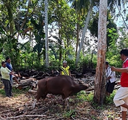 Kemenag Parimo Kurban Tiga Ekor Sapi Dan Kambing