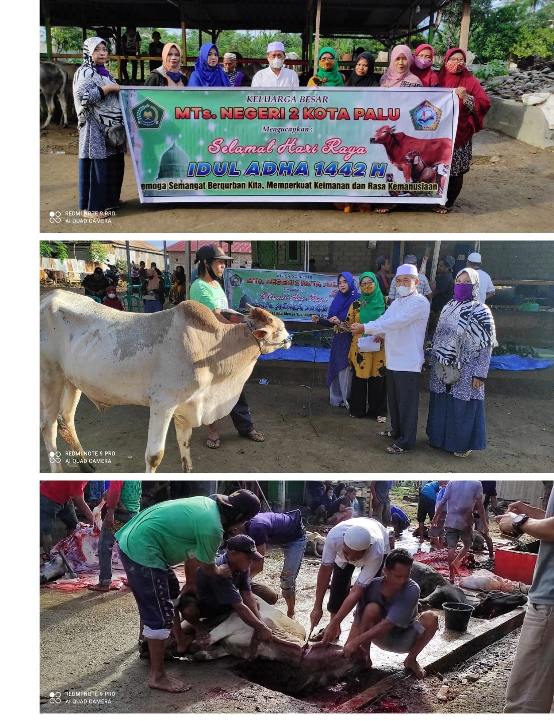MTsN 2 Kota Palu Kurban Lima Ekor Sapi