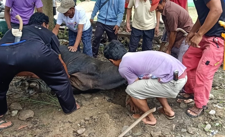 MAN 2 Parigi Kurban Satu Ekor Sapi