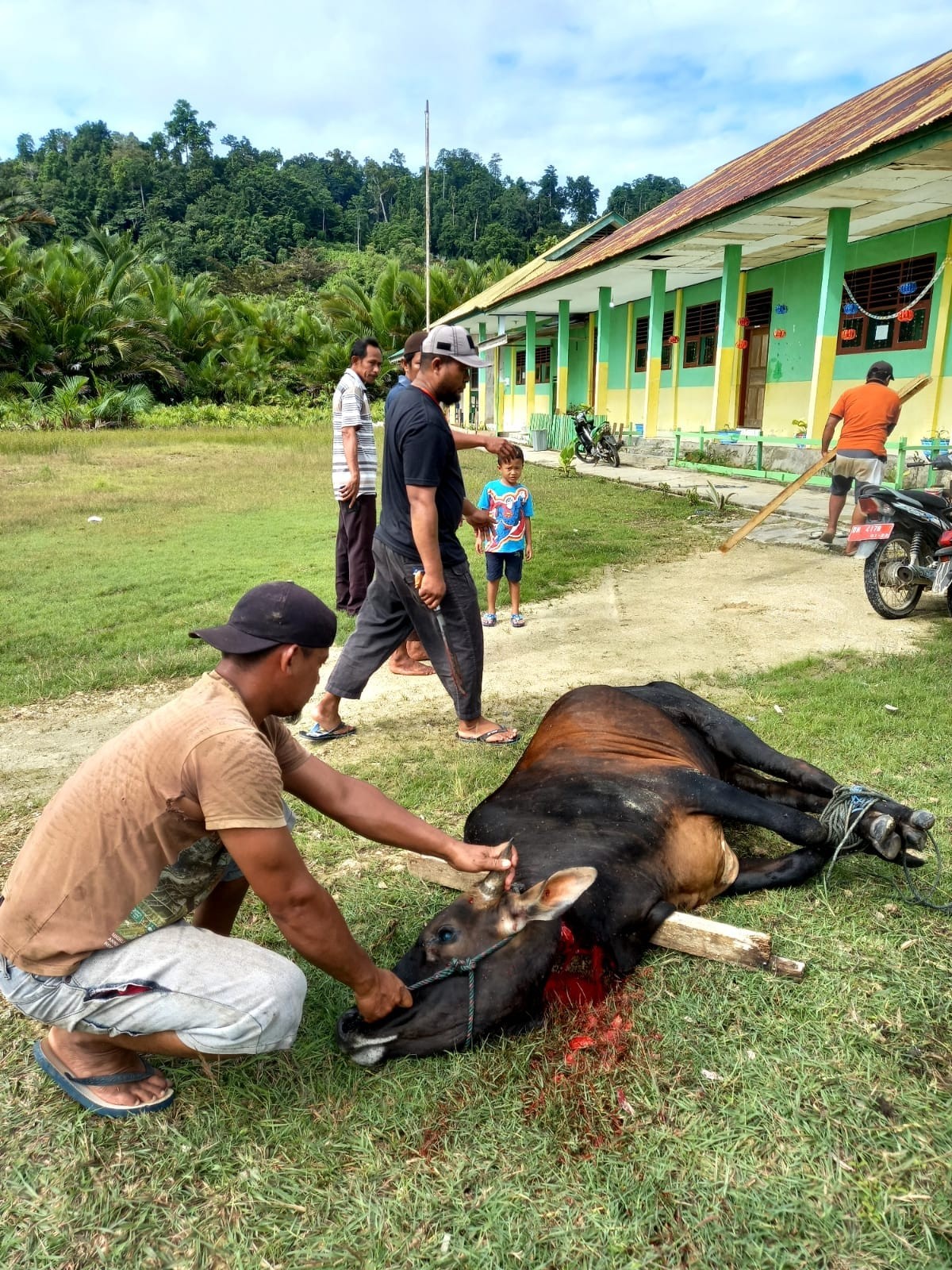 Tahun ini Civitas MTs. N 2 Tojo Una Una sembelih 1 ekor sapi kurban